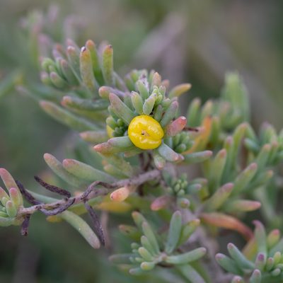 Enchylaena tomentosa, photographed by Kym Nicolson