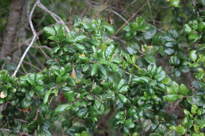 Quercus agrifolia, photographed by Wendy St. John