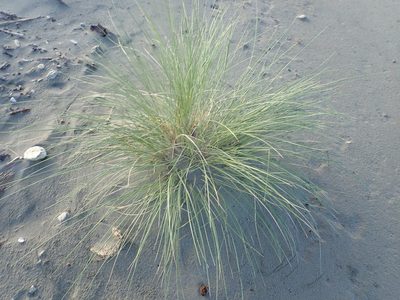 Calamagrostis arenaria, photographed by Arnim Littek