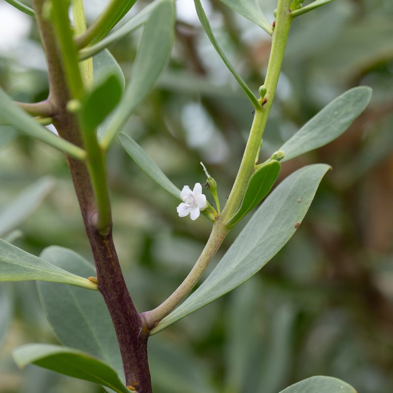 Myoporum insulare, photographed by Kym Nicolson