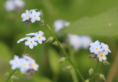 Myosotis latifolia, photographed by Wendy St. John