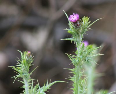 Carduus pycnocephalus, photographed by Wendy St. John