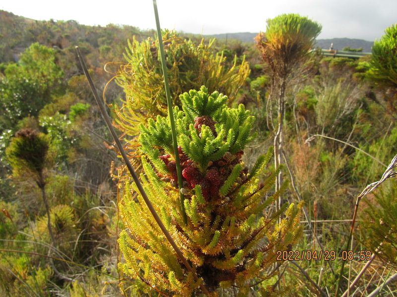 Berzelia alopecuroides, photographed by Jared Zachary Herman
