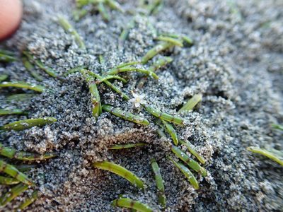 Lilaeopsis novae-zelandiae, photographed by Arnim Littek