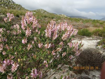 Indigofera cytisoides, photographed by Jared Zachary Herman