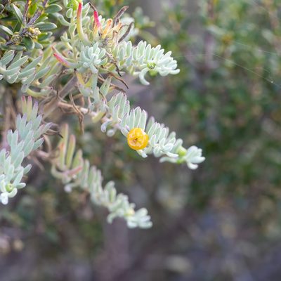 Enchylaena tomentosa, photographed by Kym Nicolson