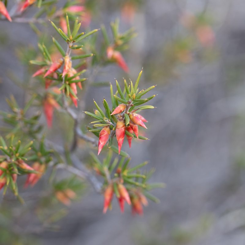 Stenanthera conostephioides, photographed by Kym Nicolson