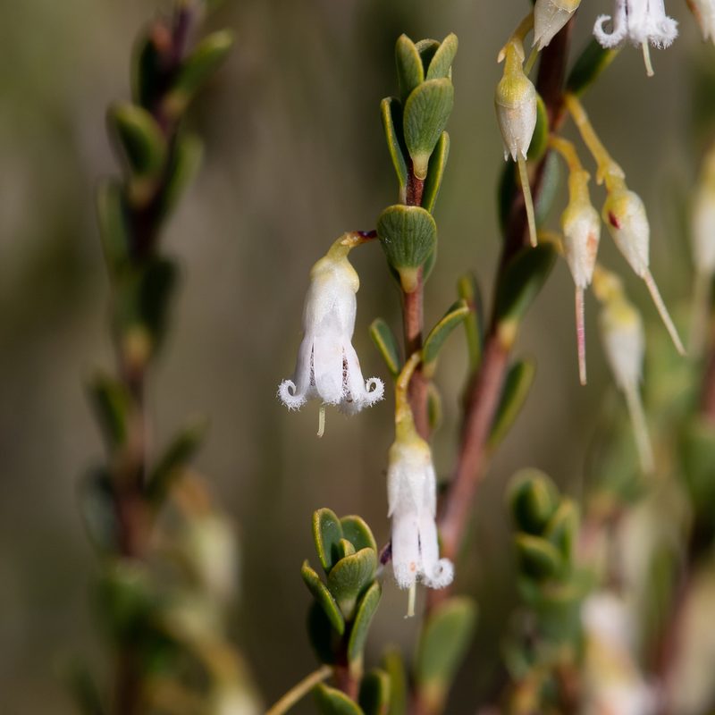 Styphelia woodsii, photographed by Kym Nicolson