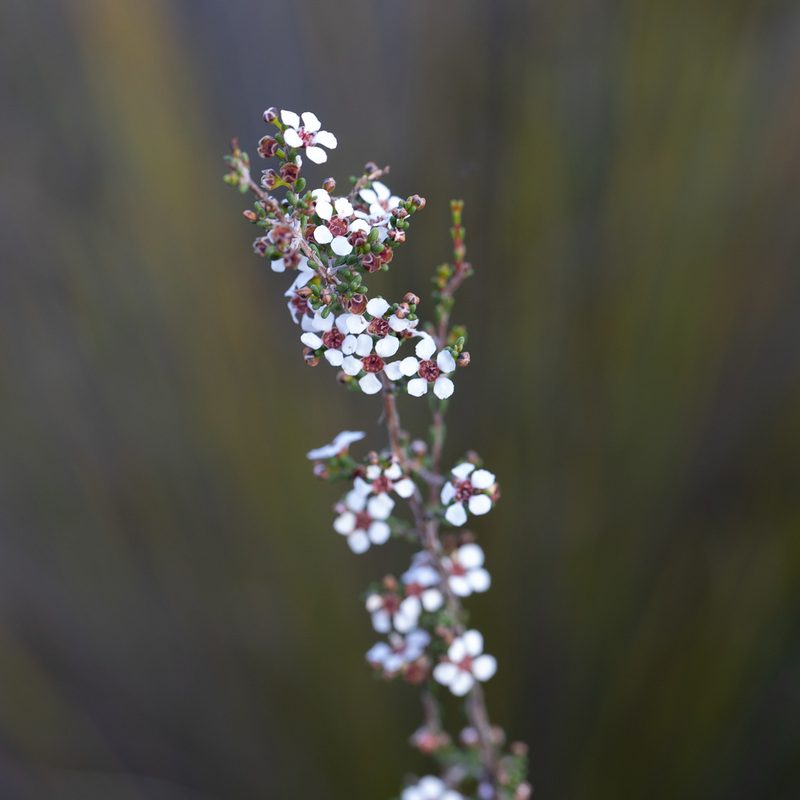 Rinzia orientalis, photographed by Kym Nicolson