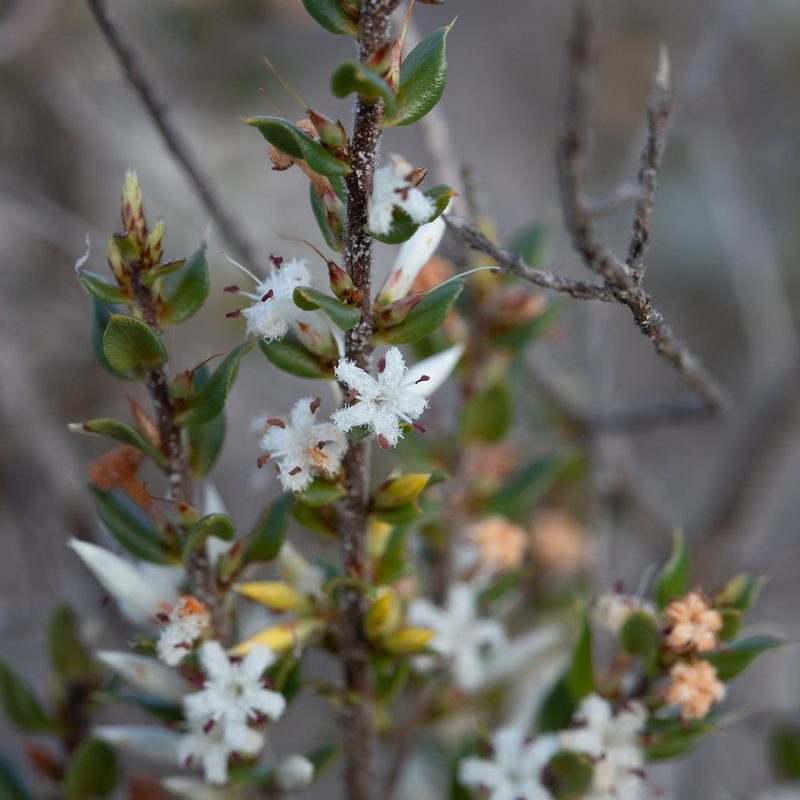 Styphelia exarrhena, photographed by Kym Nicolson