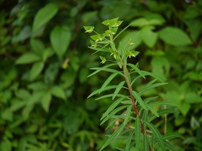 Euphorbia rothiana, photographed by Dinesh Valke