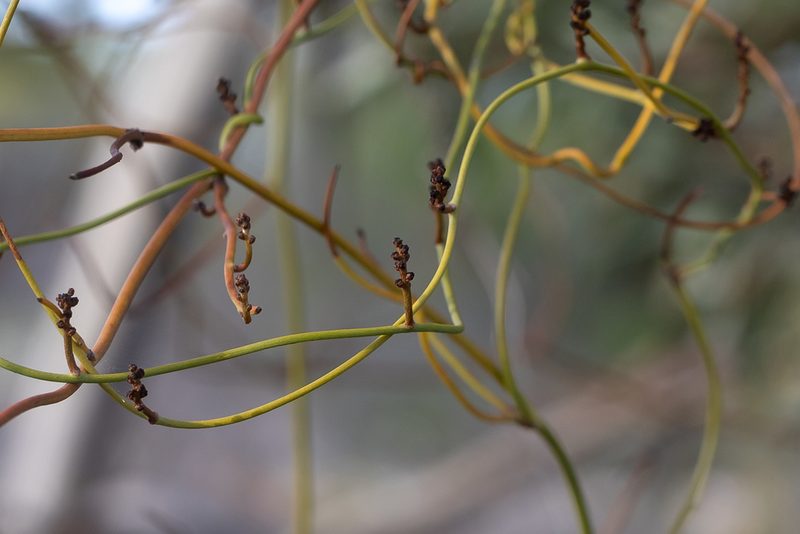Cassytha melantha, photographed by Kym Nicolson