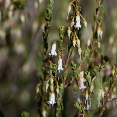 Styphelia woodsii, photographed by Kym Nicolson