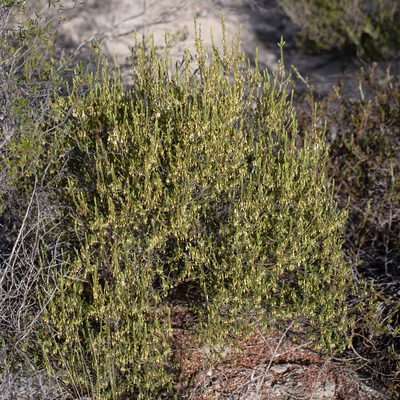 Styphelia woodsii, photographed by Kym Nicolson