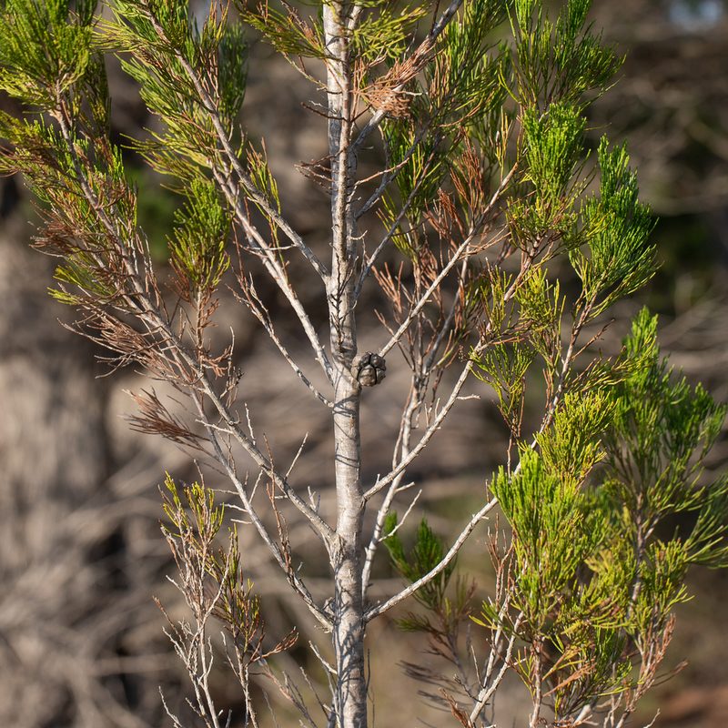 Callitris preissii, photographed by Kym Nicolson