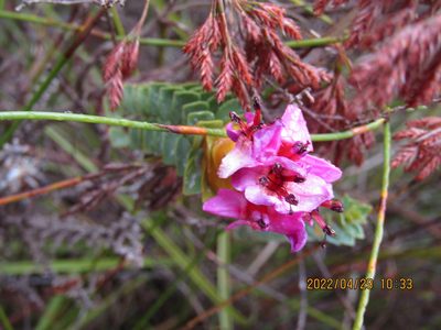 Penaea sarcocolla, photographed by Jared Zachary Herman