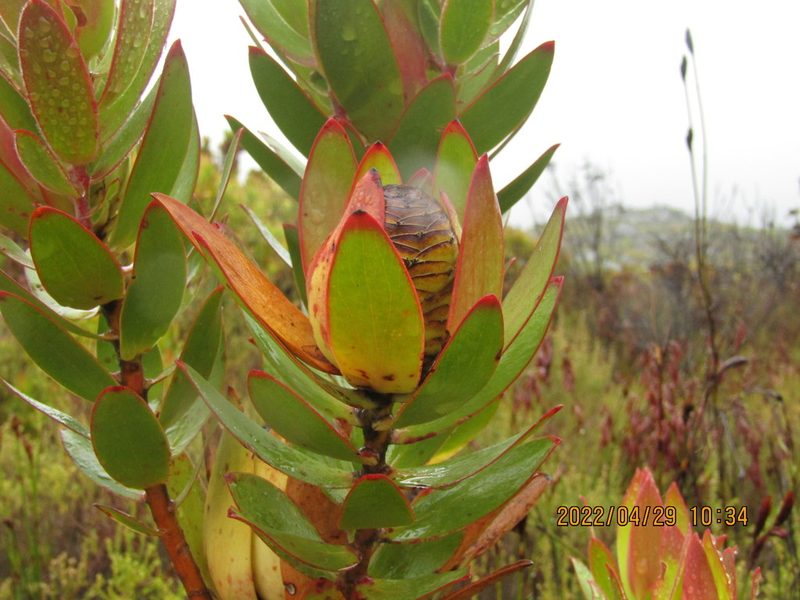 Leucadendron gandogeri, photographed by Jared Zachary Herman