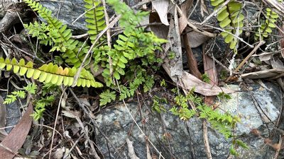 Cheilanthes distans, photographed by Brendan McIntyre