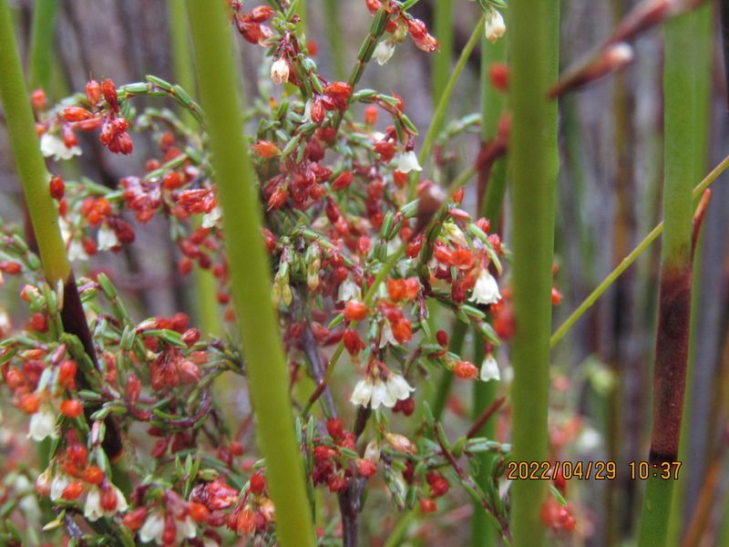 Erica multiflexuosa, photographed by Jared Zachary Herman