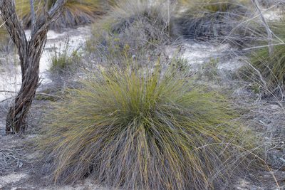Lepidosperma carphoides, photographed by Kym Nicolson