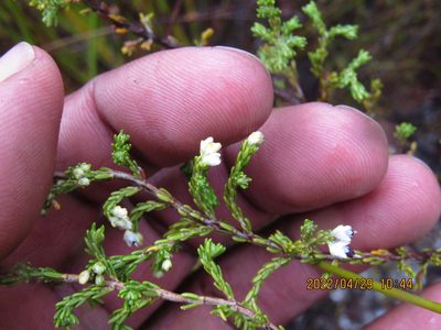 Erica imbricata, photographed by Jared Zachary Herman