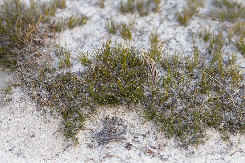 Schoenus breviculmis, photographed by Kym Nicolson
