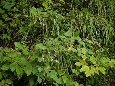 Sohmaea laxiflora, photographed by Dinesh Valke