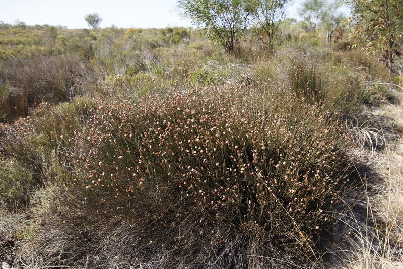 Willdenowia incurvata, photographed by Tony Rebelo
