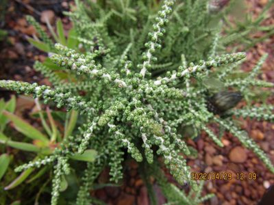 Phaenocoma prolifera, photographed by Jared Zachary Herman