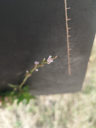Oxygonum sinuatum, photographed by Ricus Nel