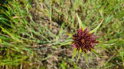 Tragopogon porrifolius, photographed by Andrea Meucci
