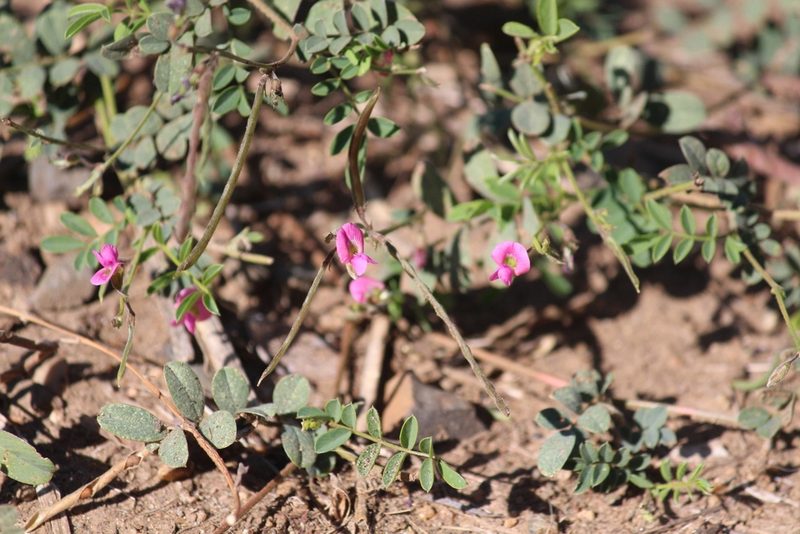 Tephrosia purpurea, photographed by Noeleen du Toit