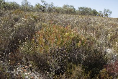 Protea scolymocephala, photographed by Tony Rebelo