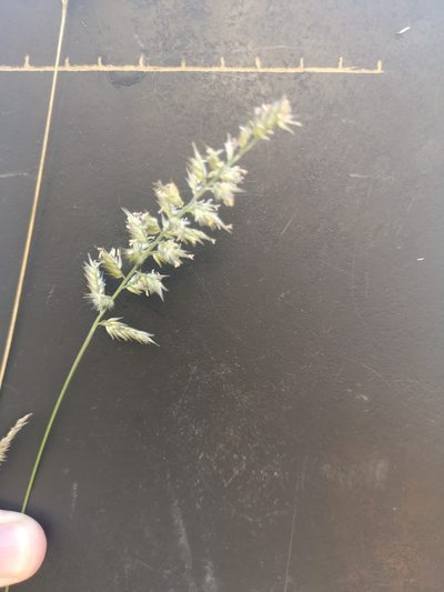 Enneapogon cenchroides, photographed by Ricus Nel