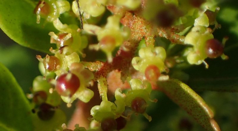 Searsia crenata, photographed by Nicola van Berkel