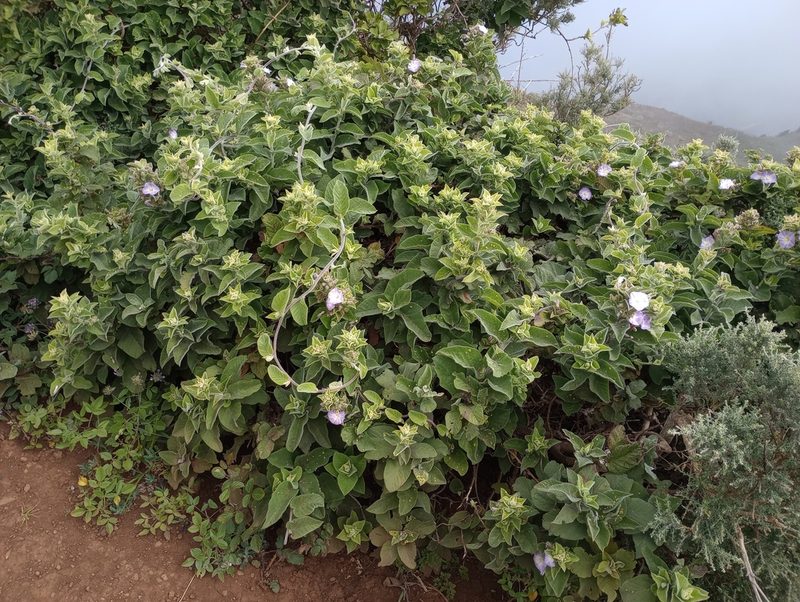 Convolvulus canariensis, photographed by Pablo MR