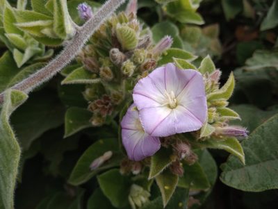 Convolvulus canariensis, photographed by Pablo MR