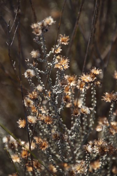 Lachnospermum fasciculatum, photographed by Tony Rebelo
