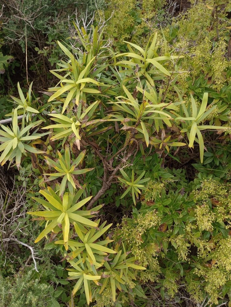 Bupleurum salicifolium, photographed by Pablo MR