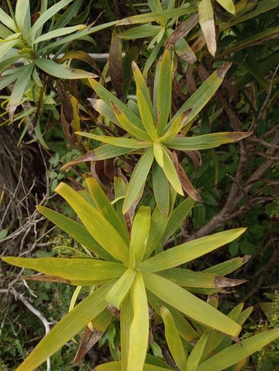 Bupleurum salicifolium, photographed by Pablo MR