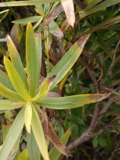 Bupleurum salicifolium, photographed by Pablo MR