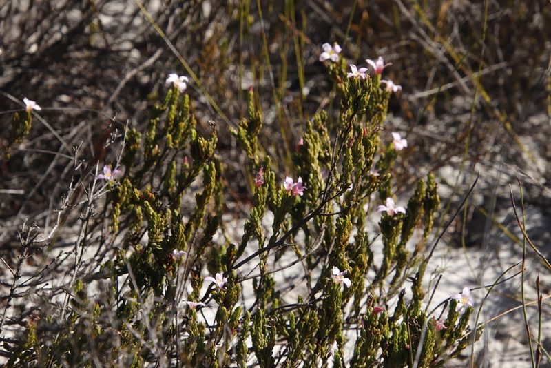 Lachnaea grandiflora, photographed by Tony Rebelo