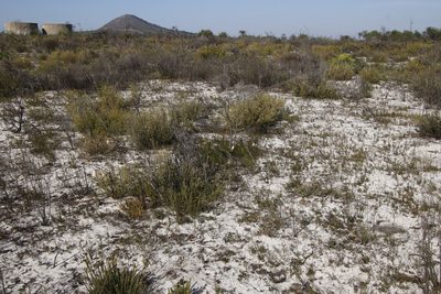 Phylica cephalantha, photographed by Tony Rebelo