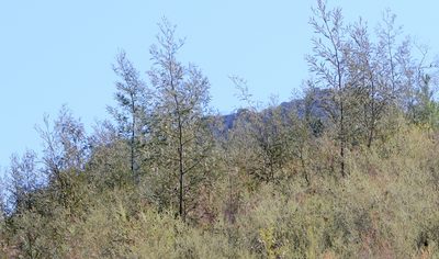 Acacia mearnsii, photographed by Cecile Roux