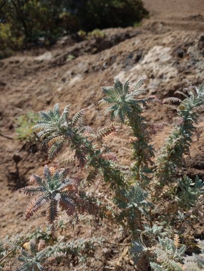 Descurainia millefolia, photographed by Pablo MR