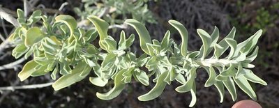 Salvia aurea, photographed by Nicola van Berkel