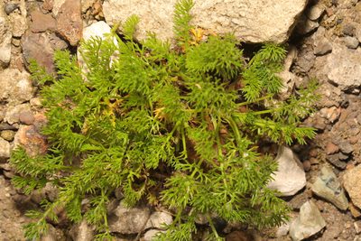 Tripleurospermum maritimum, photographed by Stephen James McWilliam