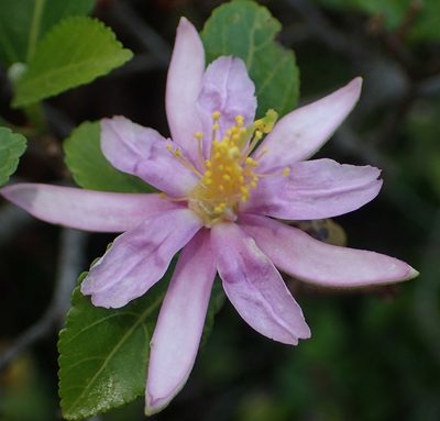 Grewia occidentalis, photographed by Nicola van Berkel