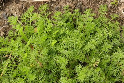 Tripleurospermum maritimum, photographed by Stephen James McWilliam