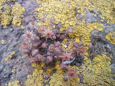 Monanthes brachycaulos, photographed by Pablo MR